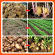 Zhaorufeng Potato Late Blight Special Seed Dressing Agent for Disease Prevention, Antibacterial and Insect Prevention, High Yield Increase Germination Rate, Rooting and Strong Seedling Fertilizer 800g*1 Bag Added Imported Additives