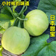 Xiangbin Japanese Sweet Treasure Melon Seeds Extra Large Authentic Spring Season Fruit Seeds Super Sweet Watermelon Muskmelon Seeds Japanese Sweet Treasure Seeds 100 Original x5 Pack