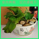 Fresh ginger seeds with high survival rate for planting 250g