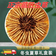 Xina Tibetan Cordyceps Cordyceps Snow Mountain Cordyceps Cordyceps King Snow Mountain High Altitude Nutritional Gift Box Pack Full Network Price Comparison Tibet Nagqu Cordyceps 10 Pack (2 pieces per gram)