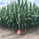 
Original Xinruipu 826 corn seeds drought resistance and stable yield rare value stick newly approved Wu Ziduo anti-root system 5500 capsules/bag