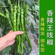This year's new spicy long-line pepper seeds Erjingtiao 8819 line pepper seeds are planted in spring and autumn. About 100 carefully selected seeds 8819 line pepper seeds