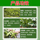 Special foliar fertilizer for broad beans to plump broad beans, keep flowers and pods straight and increase production, 100ml*5 bottles