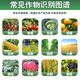 Guoguang plant source 2% benzylaminopurine, rose citrus, apple and bayberry, flowering and sprouting, flower-preserving and fruit-preserving cytokinin 100ml