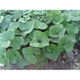Asarum Seeds, Chinese Asarum Medicine, White Asarum Seedlings, Asarum Seeds, Four Liangs of Asarum, Chinese Herbal Medicine, Tobacco Pouch Pot Herbal Seeds, Asarum Seeds 100 Tablets + Fertilizer