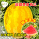 Long-cultivation lazy man watermelon seeds extra large seedless 8424 watermelon seedlings super sweet southern unicorn watermelon fruit and vegetable seeds hybrid golden queen watermelon seeds 200 original