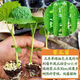 Miao Chongchong with soil, bitter melon seedlings, bitter melon with soil, evergreen bitter melon seedlings, green bitter melon seedlings, white bitter melon seedlings, Dutch emerald bitter melon seedlings, shipped with original soil, 5 seedlings get 1 free + shopkeeper