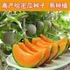 Crisp and sweet cantaloupe for all seasons Xinjiang reticulated cantaloupe spring, summer and autumn garden potted fruit new species cantaloupe seeds special offer 3 packs of about 155 seeds