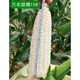 Wannong Tiannuo 158 corn seeds, high-yielding fruit corn seeds for all seasons, sweet, soft and sticky corn seeds, Guangliangtian No. 27 sweet corn original 400g