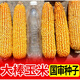 New ultra-high-yielding Academy of Agricultural Sciences original authentic national-approved corn seed red shaft big stick Qiangshuo 68 drought and disease resistance blue bag Qiangshuo 68 4200 *5 bags national-approved original authentic
