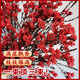 Blooming fruit, Australian wintersweet hydroponic fresh branches, real flowers, shipped with flowers, New Year flowers dried branches, fresh cut New Year's Eve flower pots in winter, A-grade red 60-80cm 8 branches + 2 New Year pendants + preservative