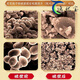 Beijing Tongrentang Tongrentang Certificación de sombrero azul de la pared de ruptura de la pared Ganoderma Polvo para adultos de mediana edad y ancianos Polvo de ganodermia 1 Caja 40G [Box de regalo 1 Box 40G [paquete de experimentos] [Polvo de pared roto en polvo