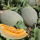 Crisp and sweet cantaloupe for all seasons Xinjiang reticulated cantaloupe spring, summer and autumn garden potted fruit new species cantaloupe seeds special offer 3 packs of about 155 seeds