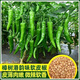 Authentic camphor tree pepper seeds, camphor tree pepper seeds, new pepper seeds, sown in spring and autumn, Zhangshu Harbor courtyard small collection, new seeds, about 408 capsules/