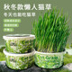 Greedy horse cat grass, lazy cat grass, ready-to-eat dehairing balls, cat snacks, hydroponic instant noodles, summer cat grass, winter style, Aoxue Lingshuang, combination 7 (single bowl), 1 pack