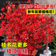 Blooming fruit, Australian wintersweet hydroponic fresh branches, real flowers, shipped with flowers, New Year flowers dried branches, fresh cut New Year's Eve flower pots in winter, A-grade red 60-80cm 8 branches + 2 New Year pendants + preservative
