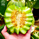 Dayu Emerald Melon Seed Collection Super Sweet Early Ripening Thin Skin Authentic Old Variety Emerald Melon Seeds 50 capsules