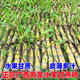Four Seasons Fruit Gold Seedlings Gold White Jade North and South Planting Sweet Guangxi Black Sugar Cane Seeds with Spores Gui 2 Black Skin 100 Roots Crispy Fruit Sugar Cane Seedlings