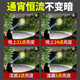 黛惑头戴式照明灯强光超长续航超亮远射户外夜钓感应赶海工地巡逻头灯 9215-黄光升级P90-续航10-20小