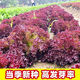 Peacock purple leaf lettuce, no pesticides, no insects, crispy, sweet and highly nutritious upright lettuce for four seasons, genuine purple leaf lettuce seeds, about 1500 seeds per pack