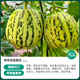 Shouhe Green Skin Melon Seeds Large Whole Melon Flower Skin Melon Seeds 100 capsules x5 Wholesale