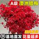 Blooming fruit, Australian wintersweet hydroponic fresh branches, real flowers, shipped with flowers, New Year flowers dried branches, fresh cut New Year's Eve flower pots in winter, A-grade red 60-80cm 8 branches + 2 New Year pendants + preservative