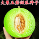 Xiangbin Jade Mushroom Melon Seed Seeds White Skin Green Flesh Super Sweet Ice Cream Xiangyugu Hami Melon Seeds Early Maturing Authentic Four Seasons Jade Mushroom Melon Seeds 10 Original