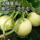 Japanese sweet melon seeds, early maturity, high yield, crispy, sweet, high temperature resistance, easy fruit setting, disease resistance, 1000 capsules, 200 capsules, original white jade melon, white skin, white flesh, sweetness