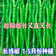 This year's new spicy long-line pepper seeds Erjingtiao 8819 line pepper seeds are planted in spring and autumn. About 100 carefully selected seeds 8819 line pepper seeds