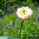 Miniaturschüssel Lotus Sämlinge Hydroponische Pflanzen Lotus kleine Lotus-Sämlinge Wurzelstamm Lotus Peitsche Sämlinge Gartenblüten Nackte Lotuswurzelfedern [mittelgroß] 8-15 cm
