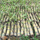 Guangxi Golden Fruit Sugarcane, yellow-skinned sugarcane seedlings, crispy, sweet, green-skinned sugarcane tails, fresh thin skin, 10 yellow-skinned sugarcane tails/3-5 spores each