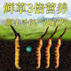 Fresh Cordyceps sinensis first stubble fresh grass genuine large size 2025 head fresh grass SF Express cold chain origin directly shipped Tibet fresh Cordyceps 0.6-0.7 grams each pack of 100 pieces