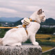 Little Bee traction rope, cat traction rope, anti-breakaway I-shaped adjustable pet dog leash, small dog, lemon yellow, the traction rope is about 1.2 meters long, S size, it is recommended that 2 Jin Jin is equal to 0.5 kg -6 Jin Jin is equal to 0.5 kg