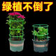
Flower rack for home use, universal lazy crab claw orchid rack for lotus leaf guard rack for gardening potted plant splicing, easy installation [selected materials, random splicing] grab 153 pieces, essential flowers growers丨[3 layers, 18 pieces] can be stacked 8 layers