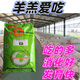 OIMG Ingmeir Lamb Open Feed Granules Special Feed for Lambs Small pellets, good palatability and easy to digest 80 Jin Jin equals 0.5 kg Post-weaning premix 40 Jin Jin equals 0.5 kg Mixing 1000 Jin Jin equals 0.5 kg