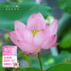 Miniaturschüssel Lotus Sämlinge Hydroponische Pflanzen Lotus kleine Lotus-Sämlinge Wurzelstamm Lotus Peitsche Sämlinge Gartenblüten Nackte Lotuswurzelfedern [mittelgroß] 8-15 cm