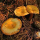 
The yield of pine mushrooms in Yunnan is higher than that of mushroom mushrooms and mushrooms. Pine mushrooms can be grown in flower pots. The new season's high-yield yellow pine mushrooms are produced. 678 mushroom strains are produced repeatedly + planting instructions
