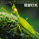 Gu Ran Can Fly Toy Bird Дистанционное управление дистанционным управлением Mantis Electric Simulation Broking Tool Boy Boy может переместить паук, ползущий маленькую классическую версию Frisbee пульт дистанционной божьей коровки красной 9922 Deluxe Version с еще 36 электроникой