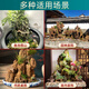 Shiguang Xiaozhan boutique water-absorbing stone bonsai fish pond rockery micro-landscape decoration natural rockery stone landscaping raw stone boutique 45-49cm water-absorbing stone does not include basin