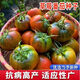 Qizhe's authentic fruit, strawberry tomato seeds, super sweet iron-barrel tomato seeds, balcony field spring and autumn planting, iron-barrel strawberry tomato seeds, 2 packs/200 grains, scattered