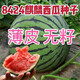 Qizhe 8424 Kirin watermelon seeds, seedless, high-yield rock sugar lazy watermelon seeds, southern four-season vegetable and fruit seeds, rock sugar Kirin watermelon seeds 250 capsules/5 packs + fertilizer