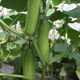 New varieties of fruit cucumbers are on the market for raw consumption. Four-season fruit seeds and vegetable seeds are new varieties for balcony planting. New varieties of crisp and sweet fruit cucumber seeds are about 50 capsules per pack.