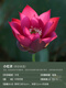 Mikrobrüche Lotuspflanzen Hydroponische Pflanzen Lotus kleine Lotus-Sämlinge Wurzeln und Stängel Lotus Snails Garten Blumen Nude Lotus kleine rote Kleidung [Mini] 8-15 cm