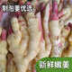 1【1276人好评】湖南怀化芷江生姜酸萝卜酸辣泡姜孕妇开胃即食香辣 】1.5斤酸辣泡姜1瓶(芷江特产)