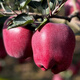 Jingxiansheng Tianshui Huaniu Apple, net weight 8Jin Jin is equal to 0.5kg, single piece 210g+, fresh fruit straight from the source