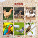 Dried corn kernels for feeding chickens, ducks, geese, pigeons, food, feed, wine, making nests, fishing bait, farmhouse corn kernels, yellow corn 10Jin Jin is equal to 0.5 kilograms of corn kernels