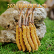 Zangqingyuan [First stubble fresh grass in 2025] Fresh Cordyceps sinensis, fresh Cordyceps in the first stage, fresh grass selection gift box, fresh grass 1.3g/root, 50 roots