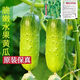 New varieties of fruit cucumbers are on the market for raw consumption. Four-season fruit seeds and vegetable seeds are new varieties for balcony planting. New varieties of crisp and sweet fruit cucumber seeds are about 50 capsules per pack.