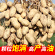 Pukehua No. 22 is a high-yielding peanut seed with a higher fruit oil content than rice. It is highly resistant to drought and floods. Directly from the manufacturer.