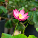 Miniaturschüssel Lotus Sämlinge Hydroponische Pflanzen Lotus kleine Lotus-Sämlinge Wurzelstamm Lotus Peitsche Sämlinge Gartenblüten Nackte Lotuswurzelfedern [mittelgroß] 8-15 cm